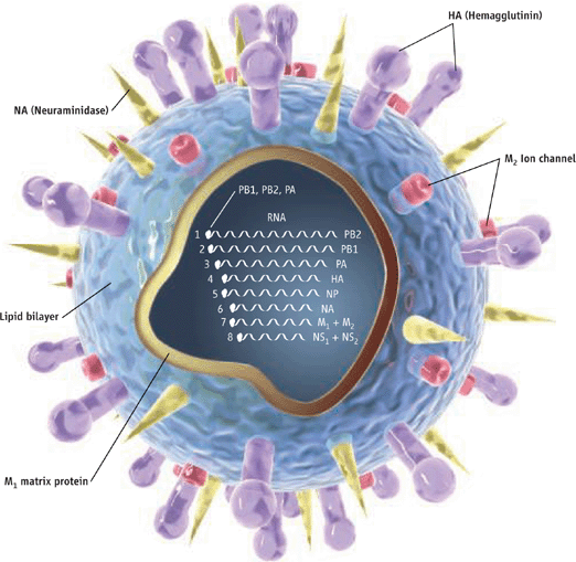 Molecular Dynamics of the Bird Flu Virus, Ohio Supercomputer Center, America