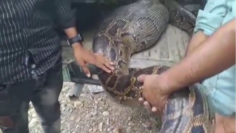 snake