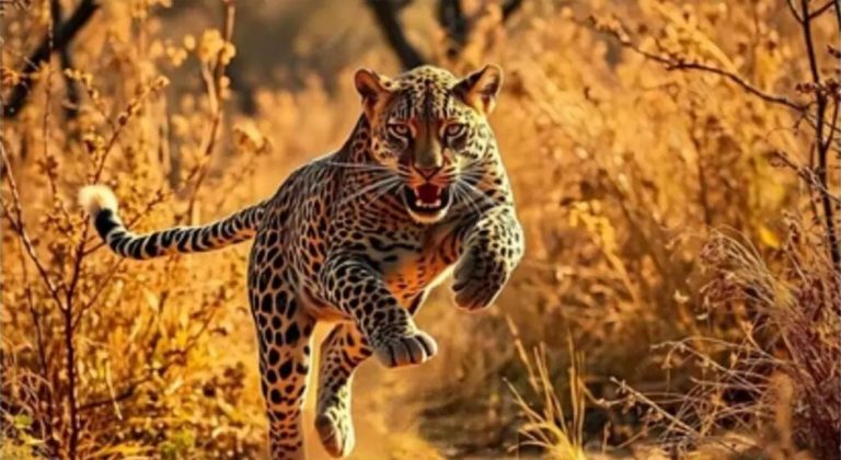 leopard