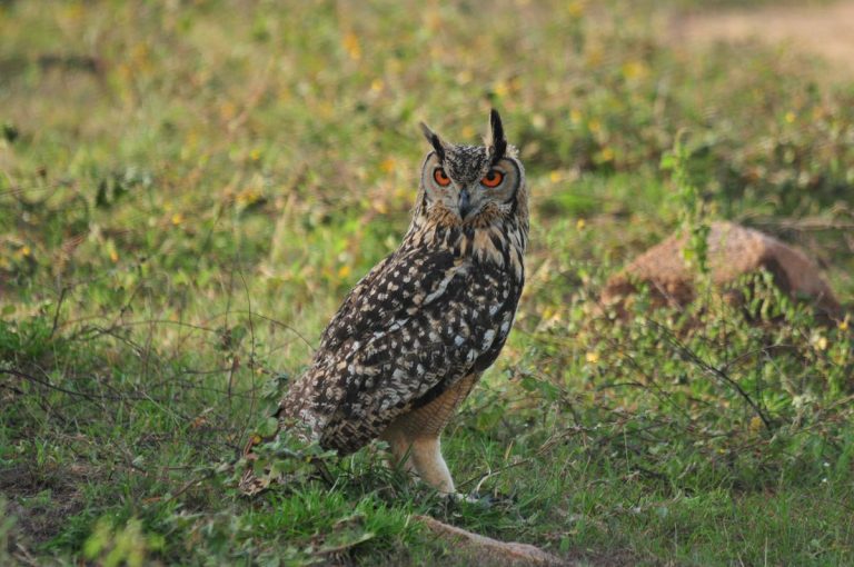 owl
