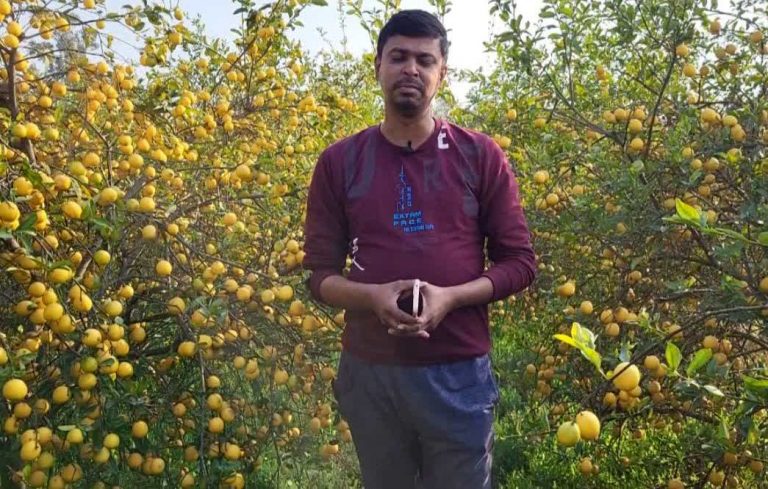 lemon2